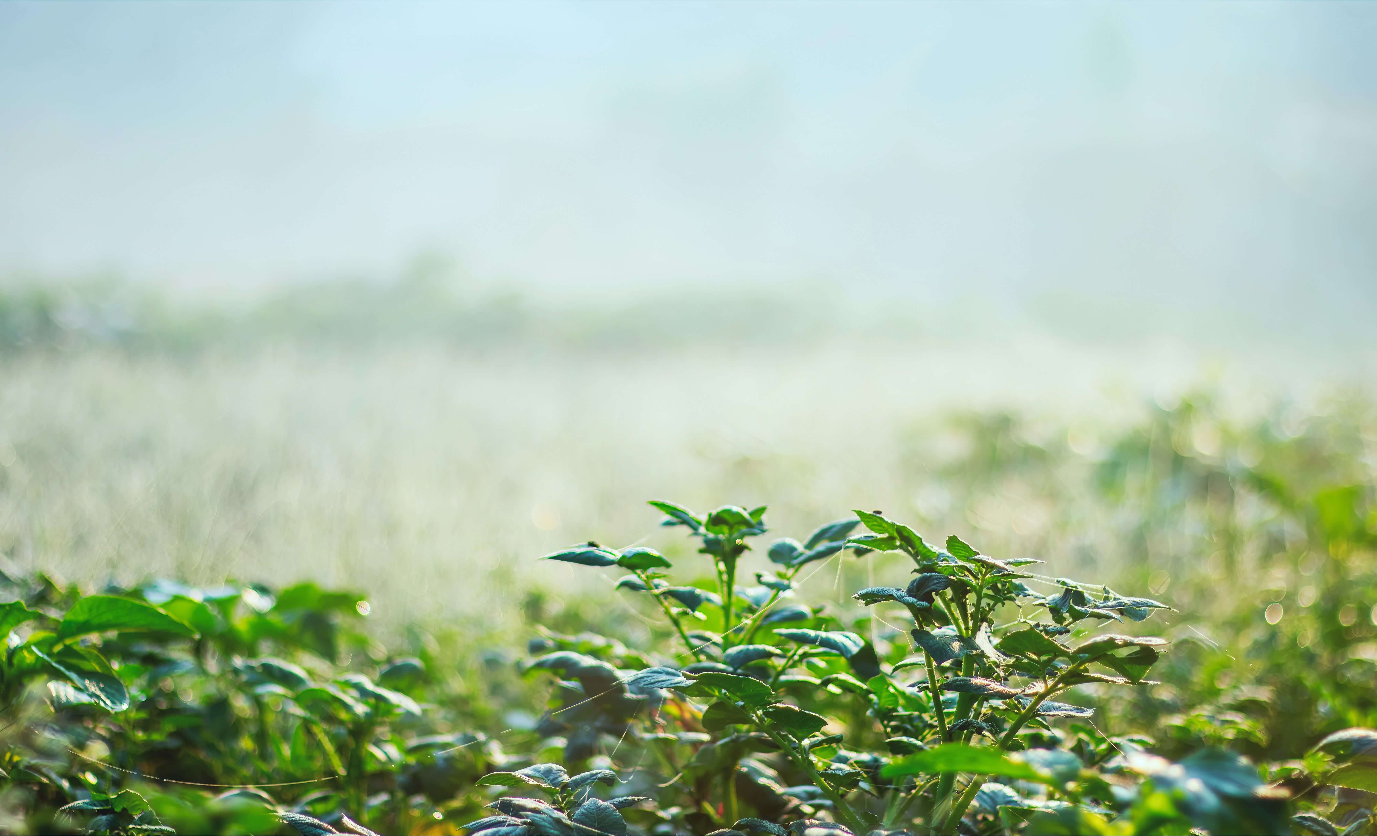 Algassil para bioestimulación vegetal