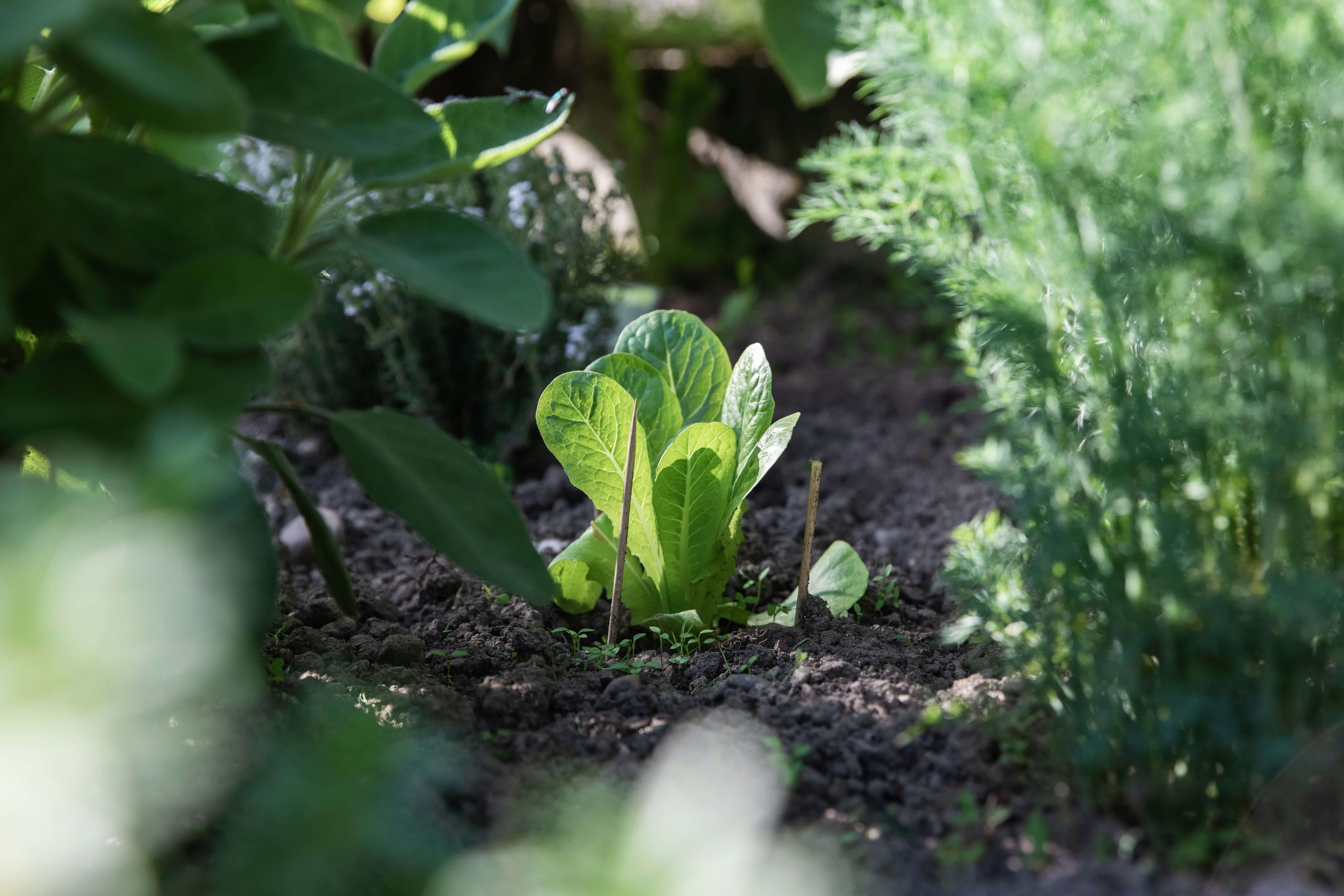 Aminosil para nutrición vegetal